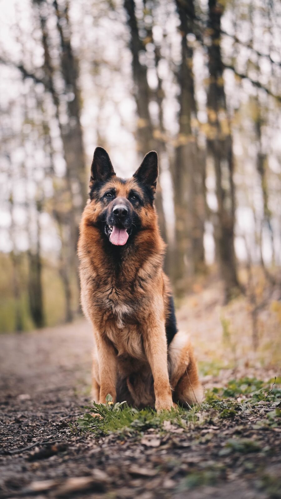 German Shepherd: In the Woods Wallpaper