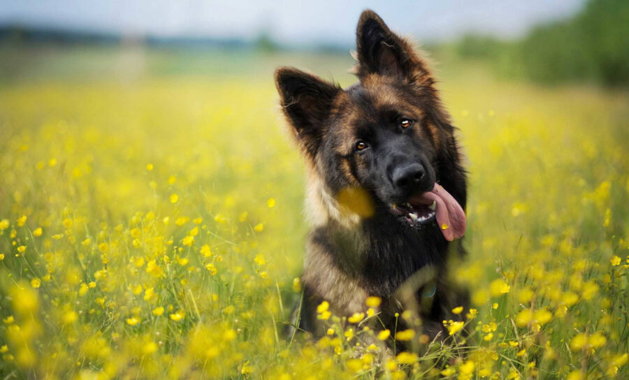 Duitse herder: Blooming Field Joy Achtergrond