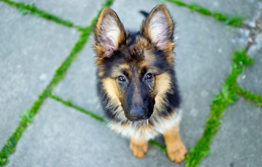 German Shepherd: Cute Puppy Gaze Wallpaper