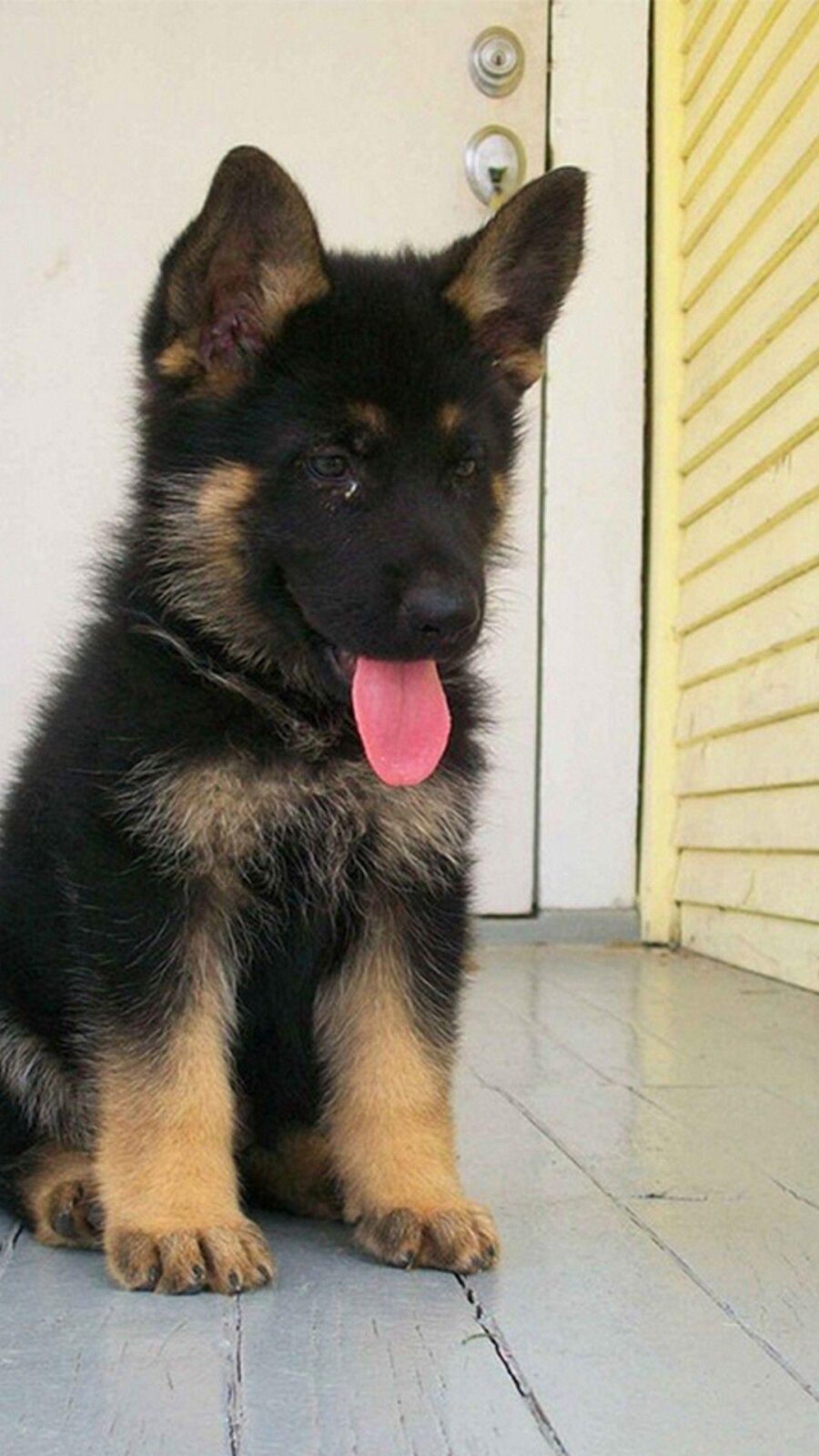 German Shepherd: Cute Puppy Pose Wallpaper
