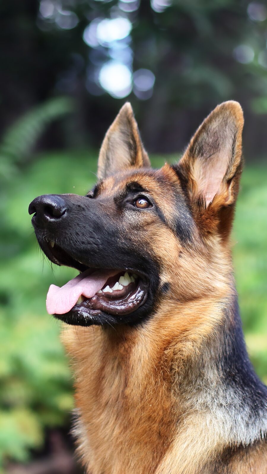 German Sheperd: Joyful Gaze into Infinity