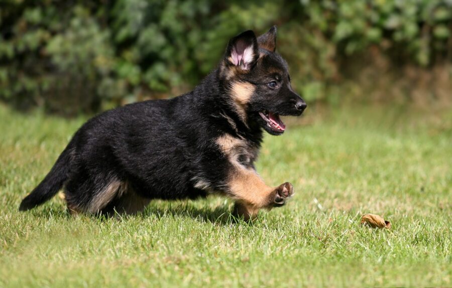 German Shepherd: Playful Puppy in Grass Wallpaper