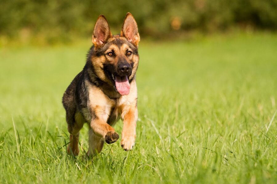 German Shepherd: Joyful Run in the Grass Wallpaper