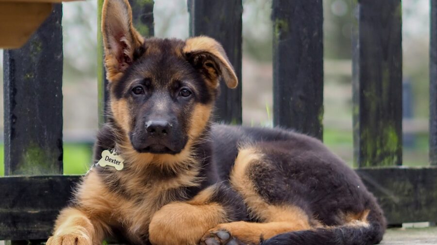 German Shepherd: Puppy Relaxing Moments Wallpaper