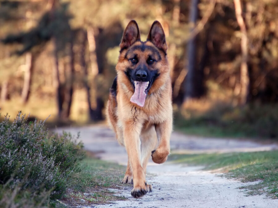 Duitse herder: Majestic Stroll Achtergrond