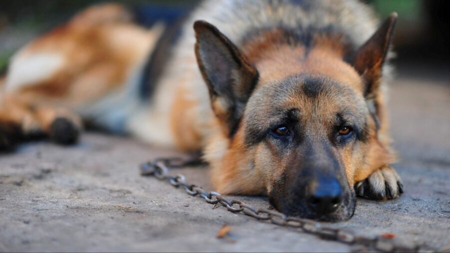 German Shepherd: Pensive Pup Resting Wallpaper