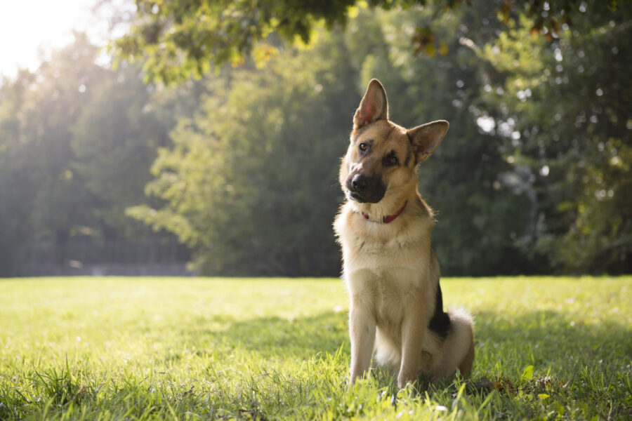 German Shepherd: Sunlit Pose in Park Wallpaper