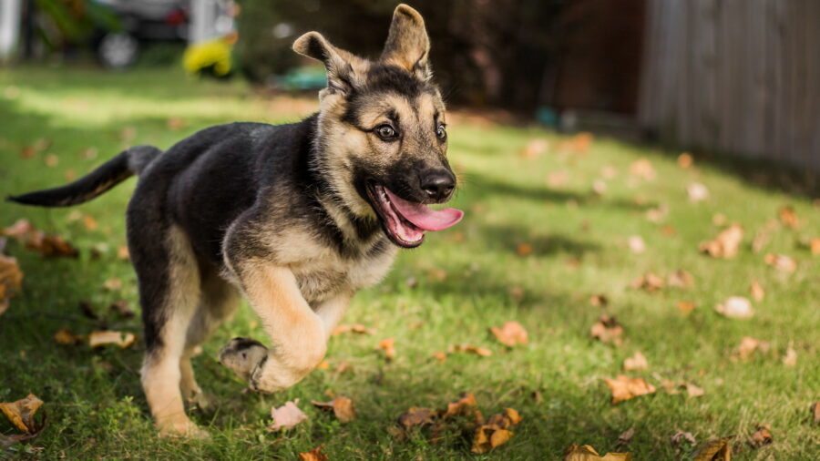 German Shepherd: Joyful Pup Playtime Wallpaper