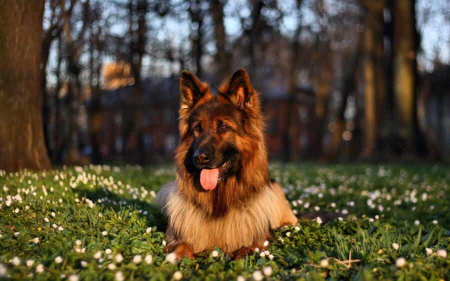 German Shepherd: Serene Autumn Day Wallpaper