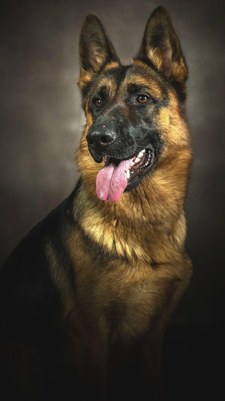 German Shepherd: Majestic Portrait Wallpaper