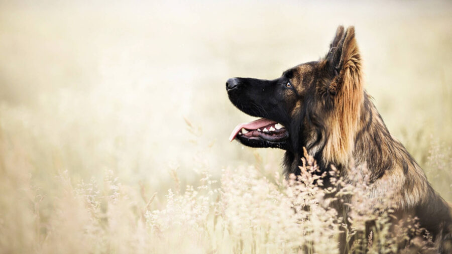 German Shepherd: Majestic Canine in Fields Wallpaper
