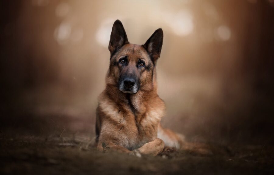 German Shepherd: Noble Gaze Wallpaper