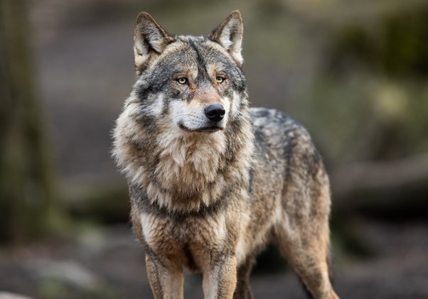 Wolfhond: Majestueuze blik in het wild