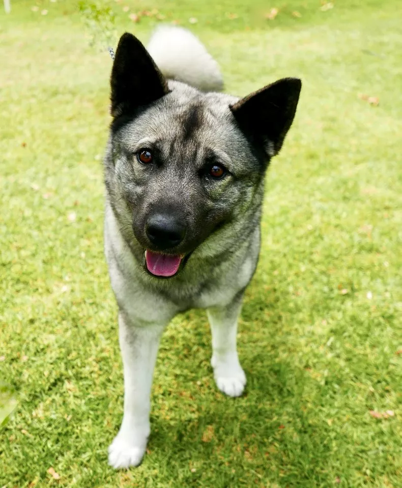 Wolfhond: Intense blik in groen behang
