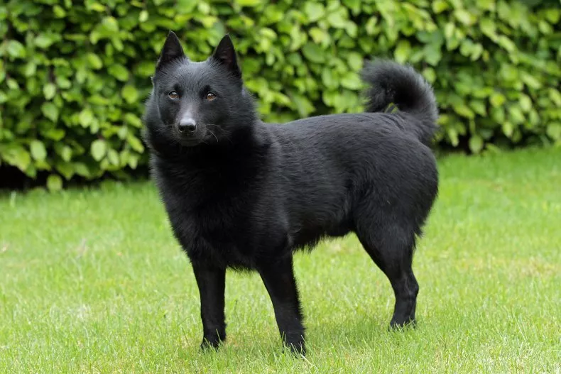 Wolfhond: Majestueuze zwarte hond houding behang